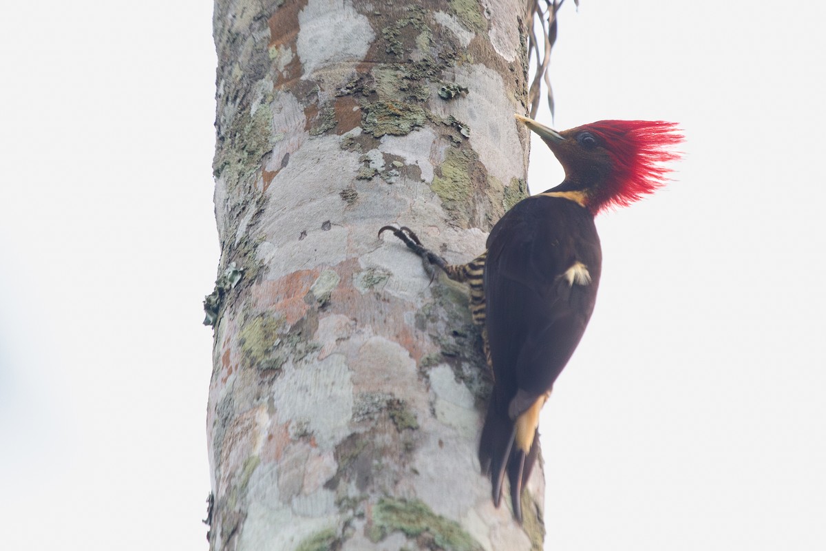 Helmeted Woodpecker - ML638184649