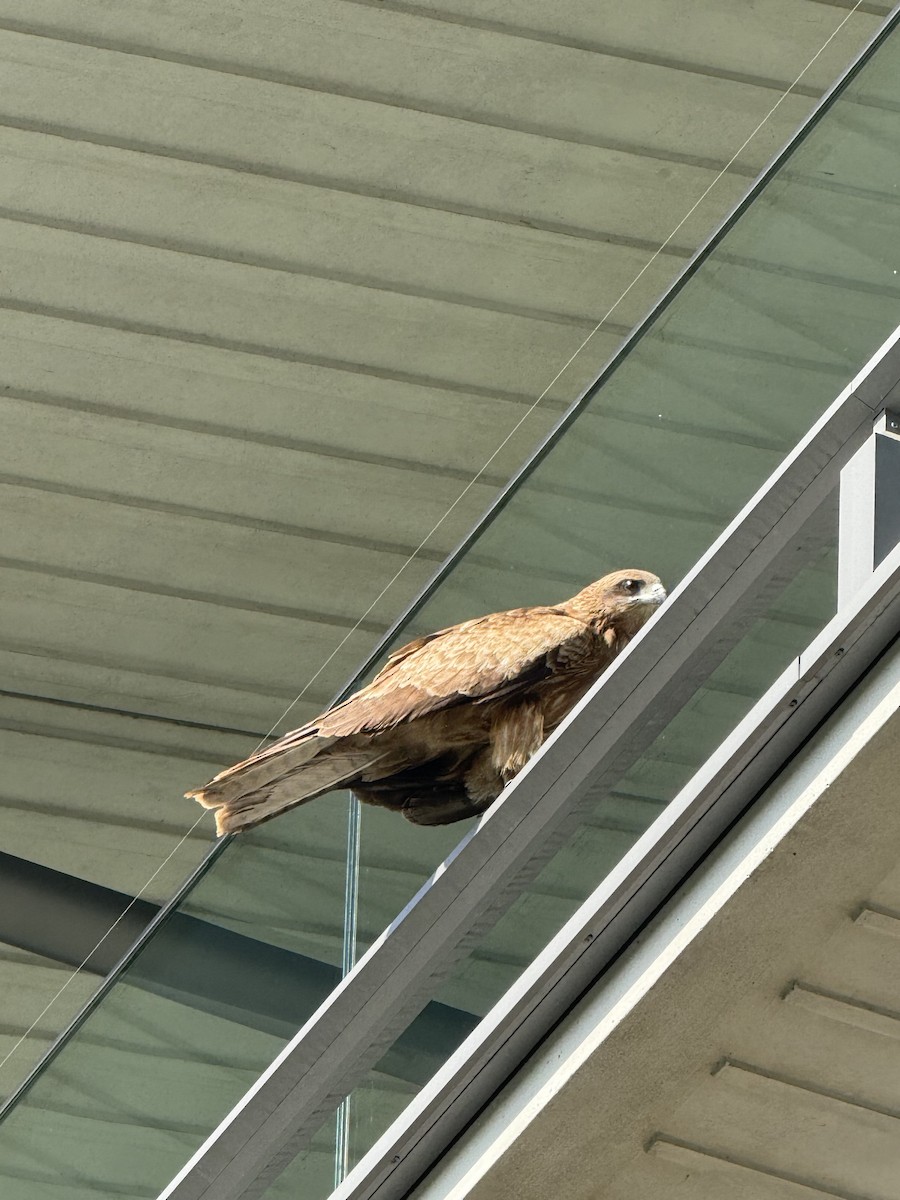 Black Kite (Black-eared) - ML638184654