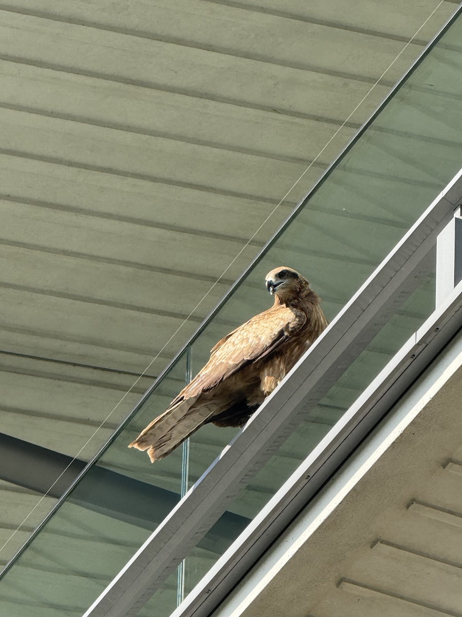 Black Kite (Black-eared) - ML638184656