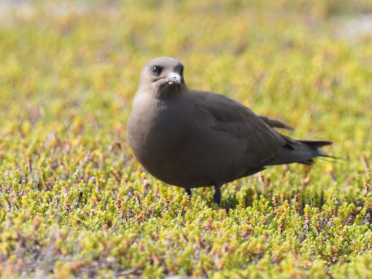 Parasitic Jaeger - ML638184660