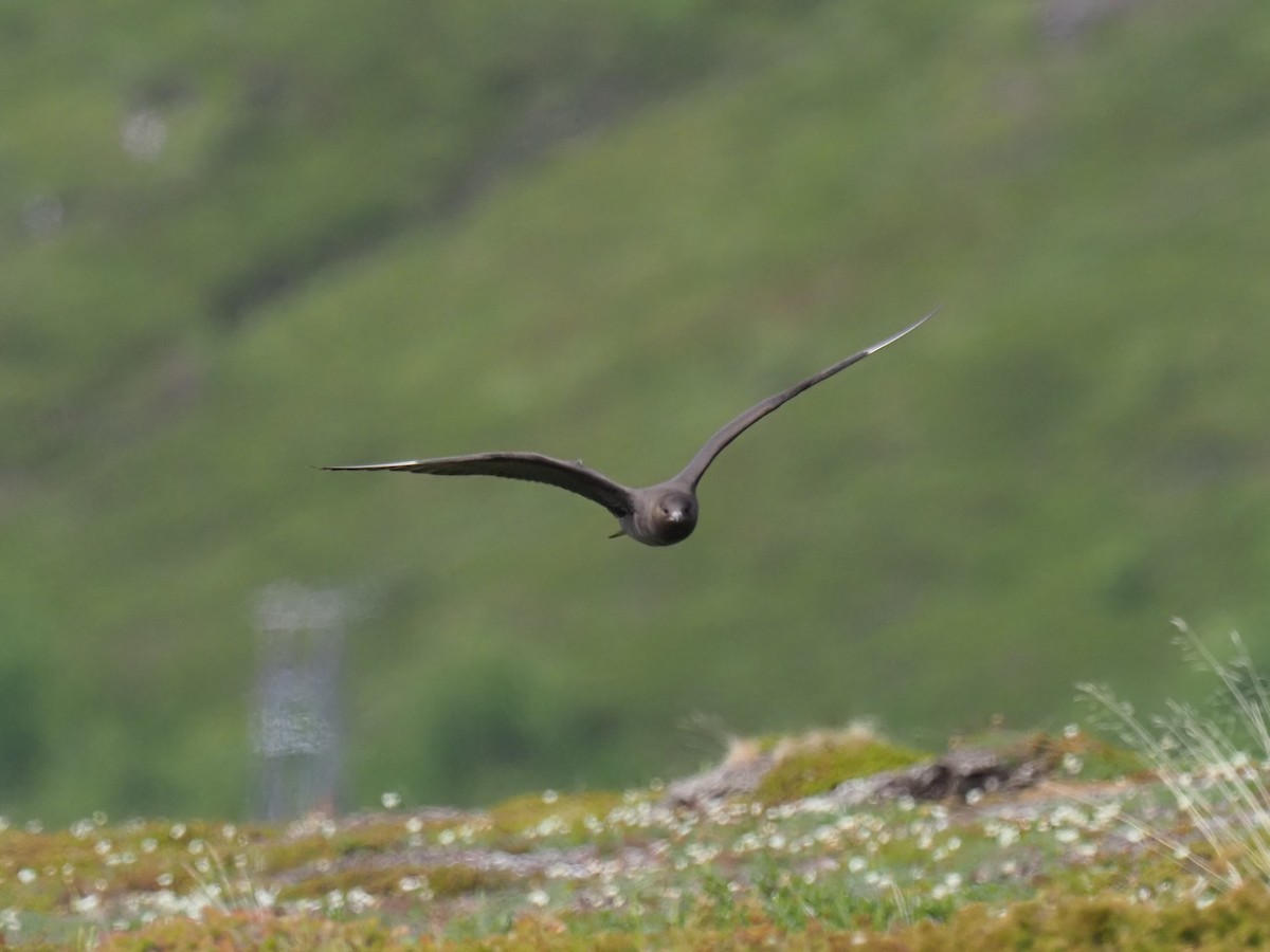 Parasitic Jaeger - ML638184661