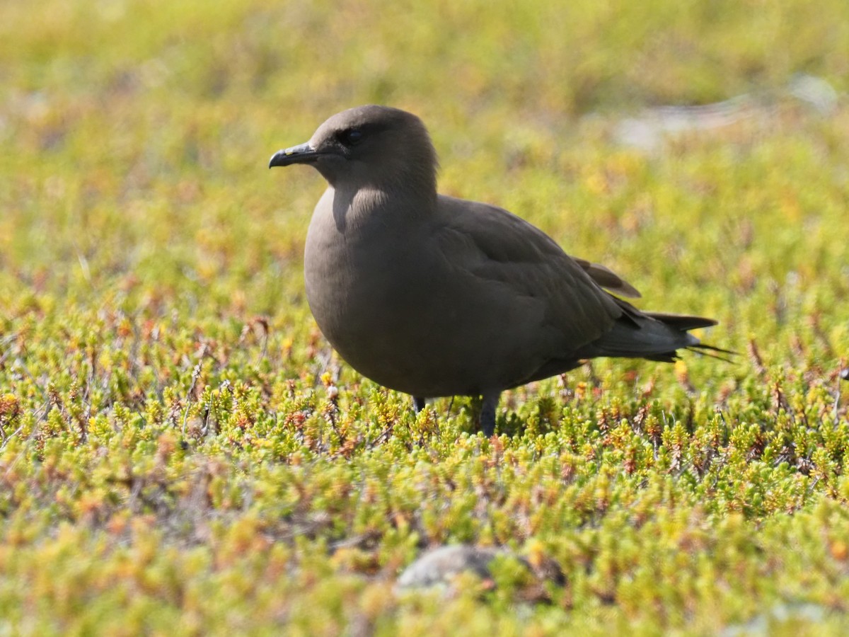 Parasitic Jaeger - ML638184662