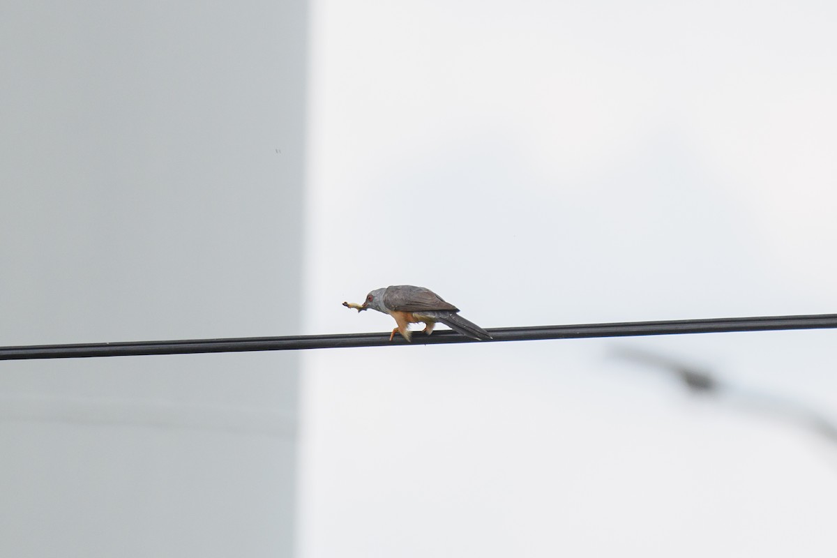 Plaintive Cuckoo - ML638184679