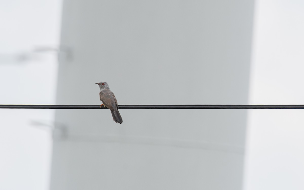 Plaintive Cuckoo - ML638184680