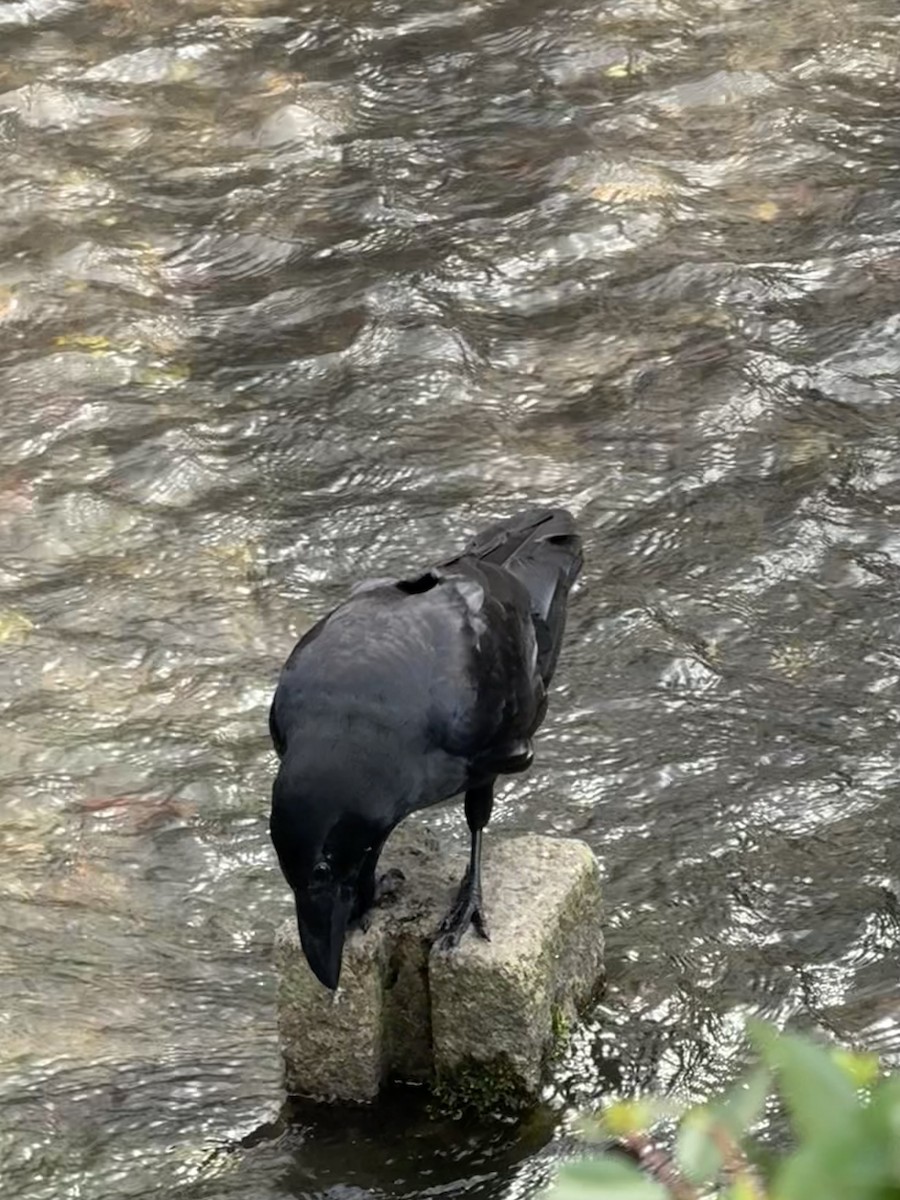 Large-billed Crow - ML638184719