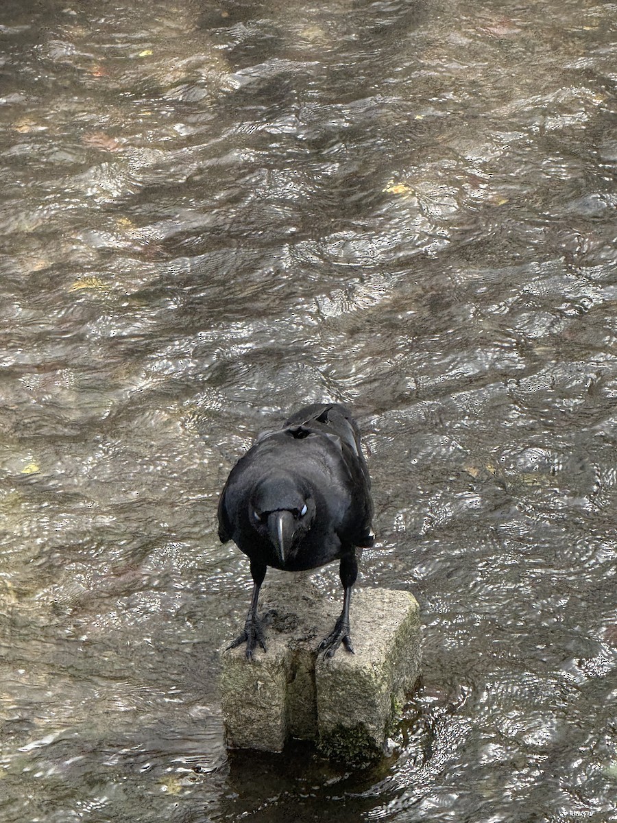 Large-billed Crow - ML638184720