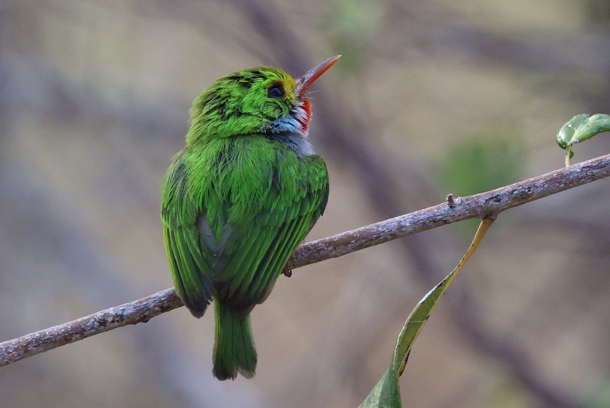 Cuban Tody - ML638184729