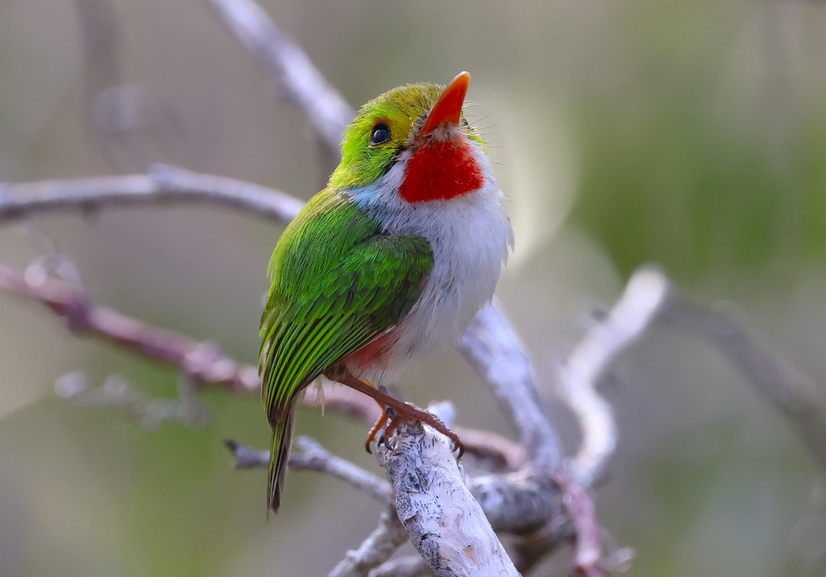 Cuban Tody - ML638184730