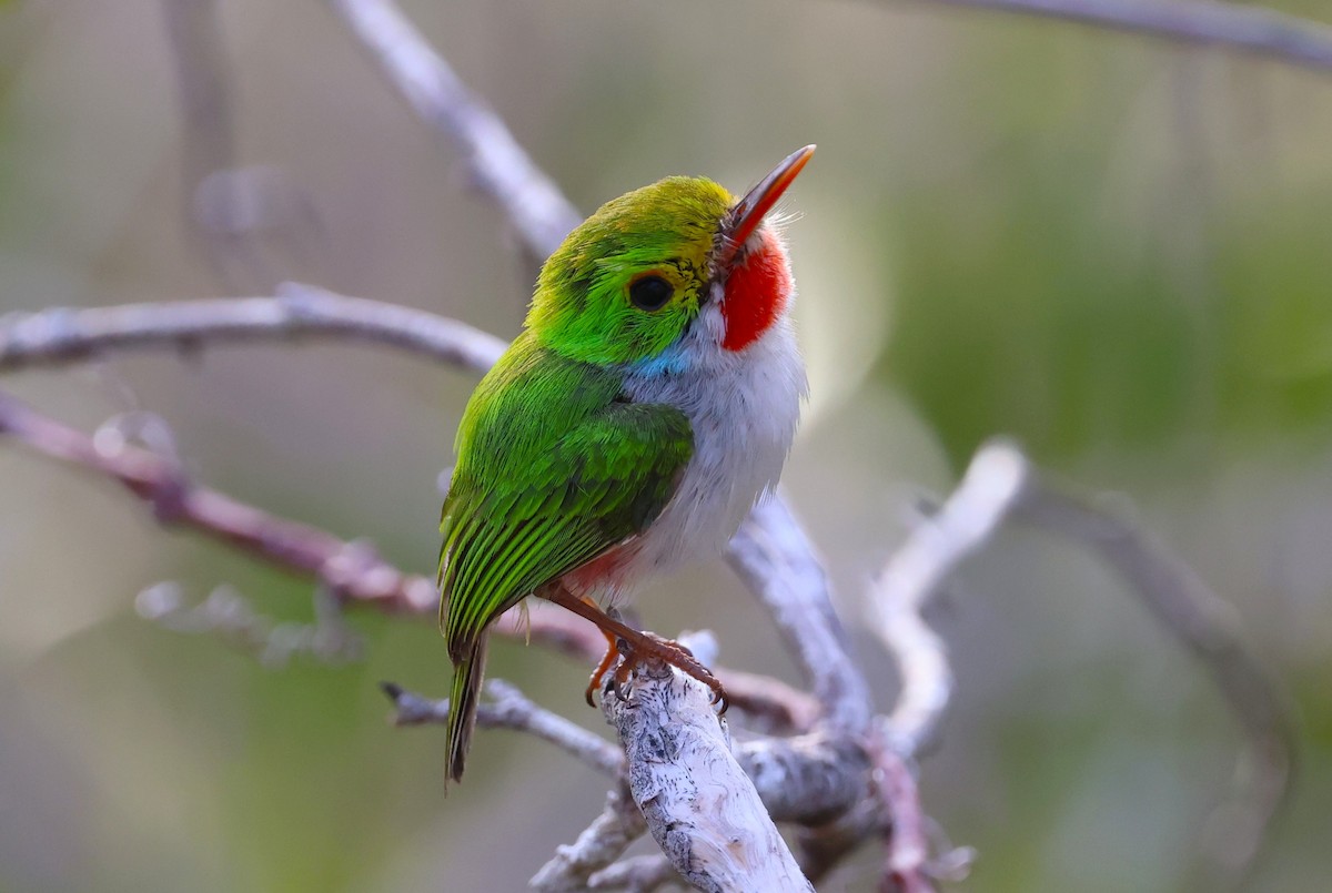 Cuban Tody - ML638184731