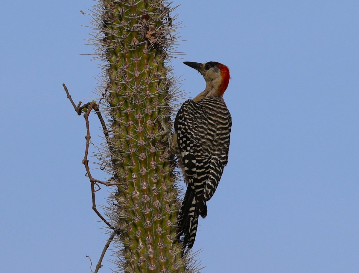 West Indian Woodpecker - ML638184741