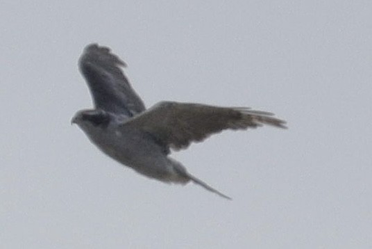 American Goshawk - ML638184748