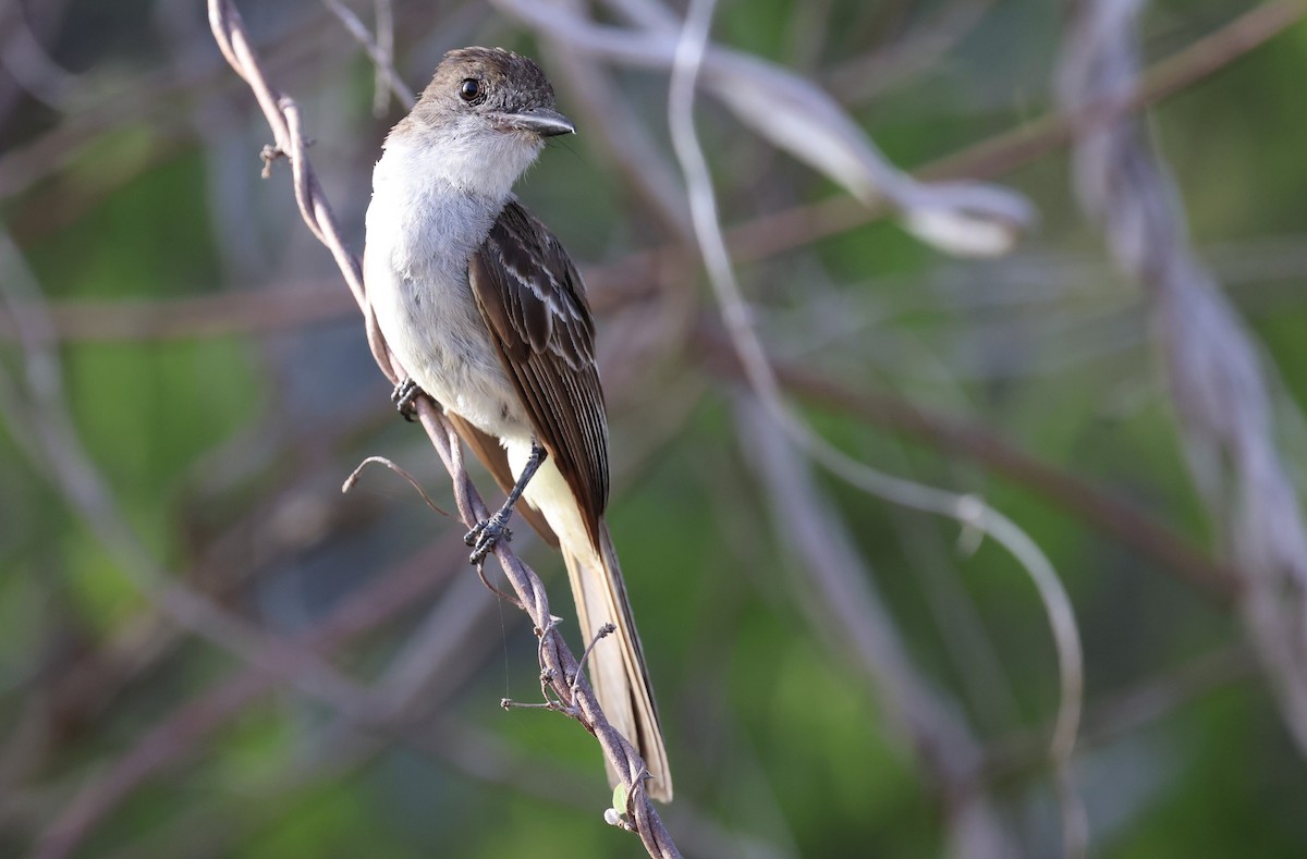 La Sagra's Flycatcher - ML638184751