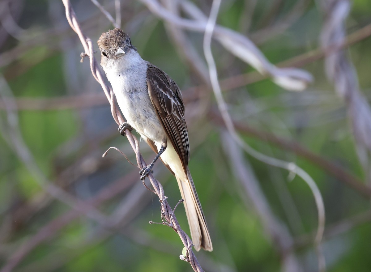 La Sagra's Flycatcher - ML638184752