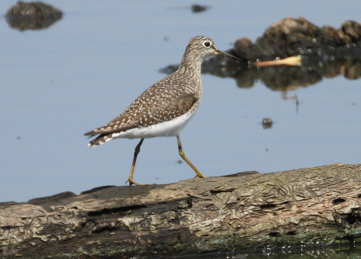 Solitary Sandpiper - ML638184762