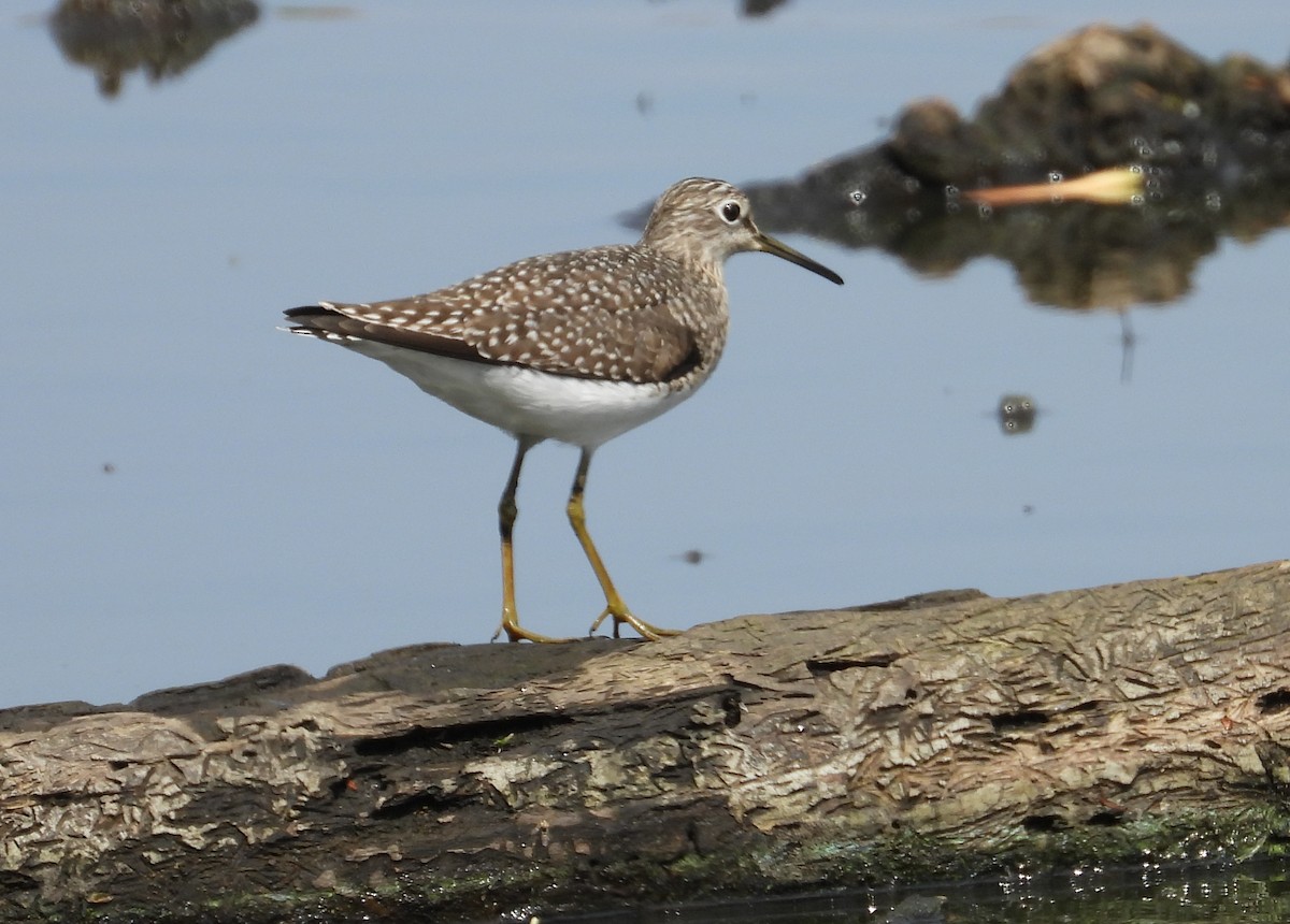 Solitary Sandpiper - ML638184763