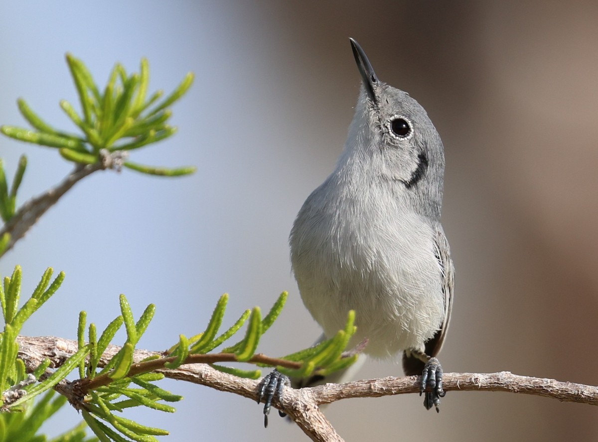 Cuban Gnatcatcher - ML638184768