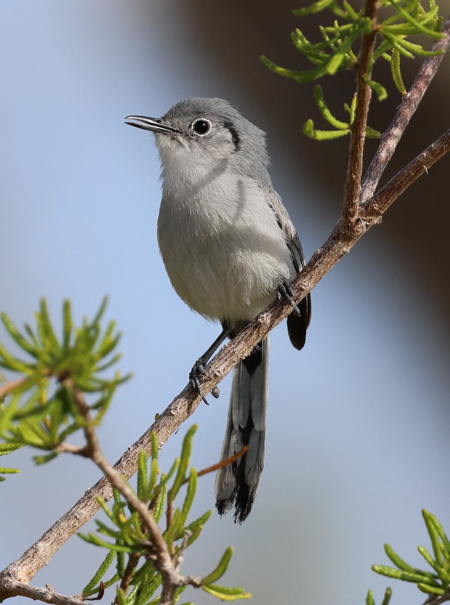 Cuban Gnatcatcher - ML638184769