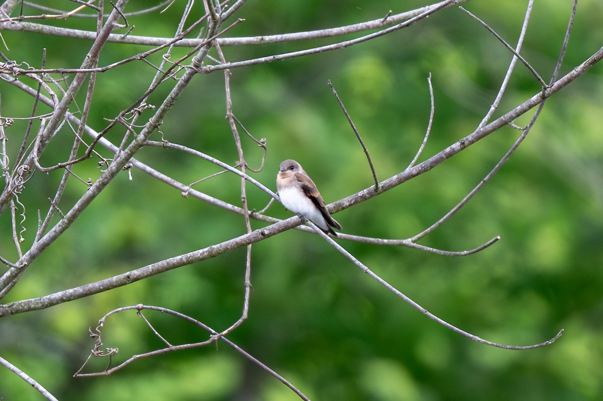 Golondrina Aserrada - ML638184800