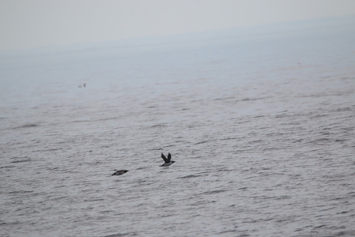 Guillemot marmette - ML638184812