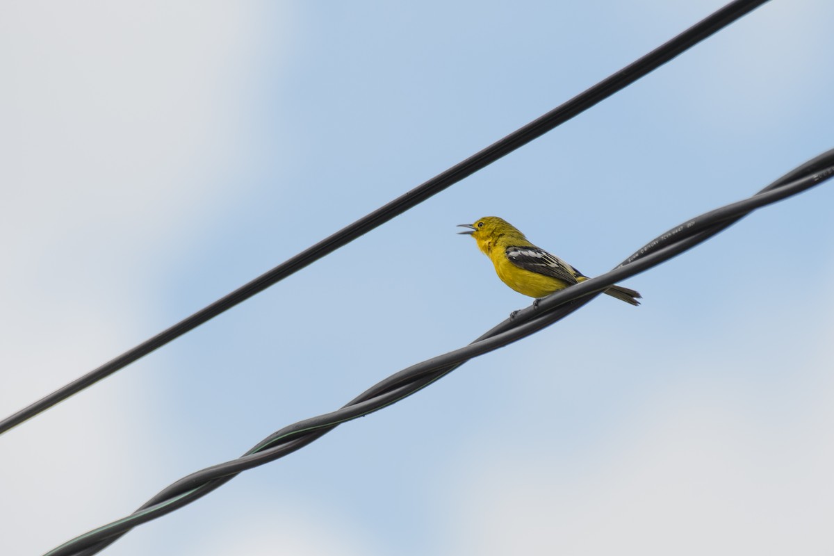 Common Iora - ML638184835