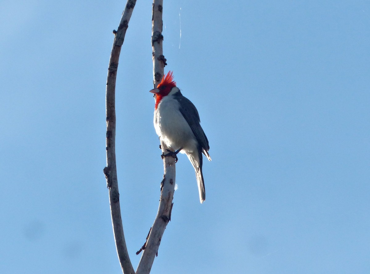 Red-crested Cardinal - ML638184839