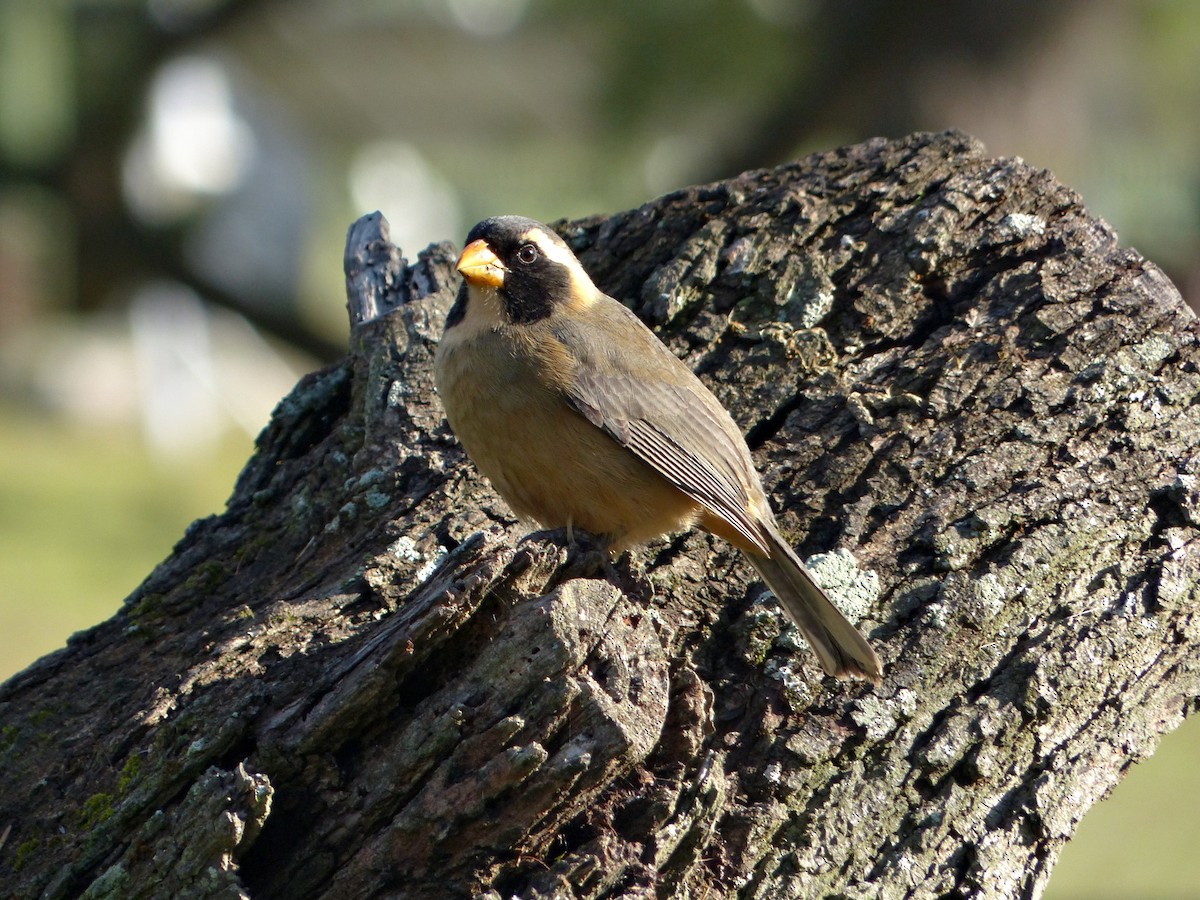 Golden-billed Saltator - ML638184854