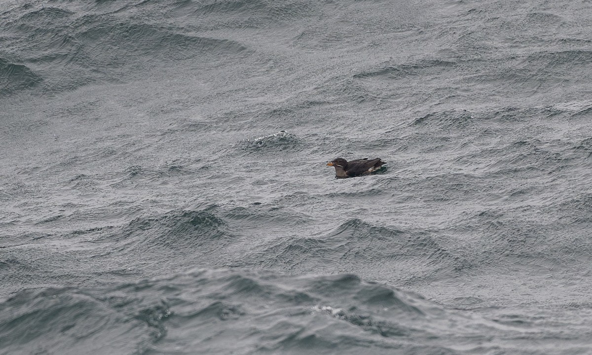 Rhinoceros Auklet - ML638184879