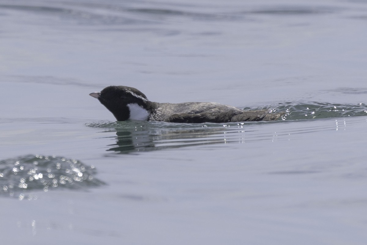Ancient Murrelet - ML638184881