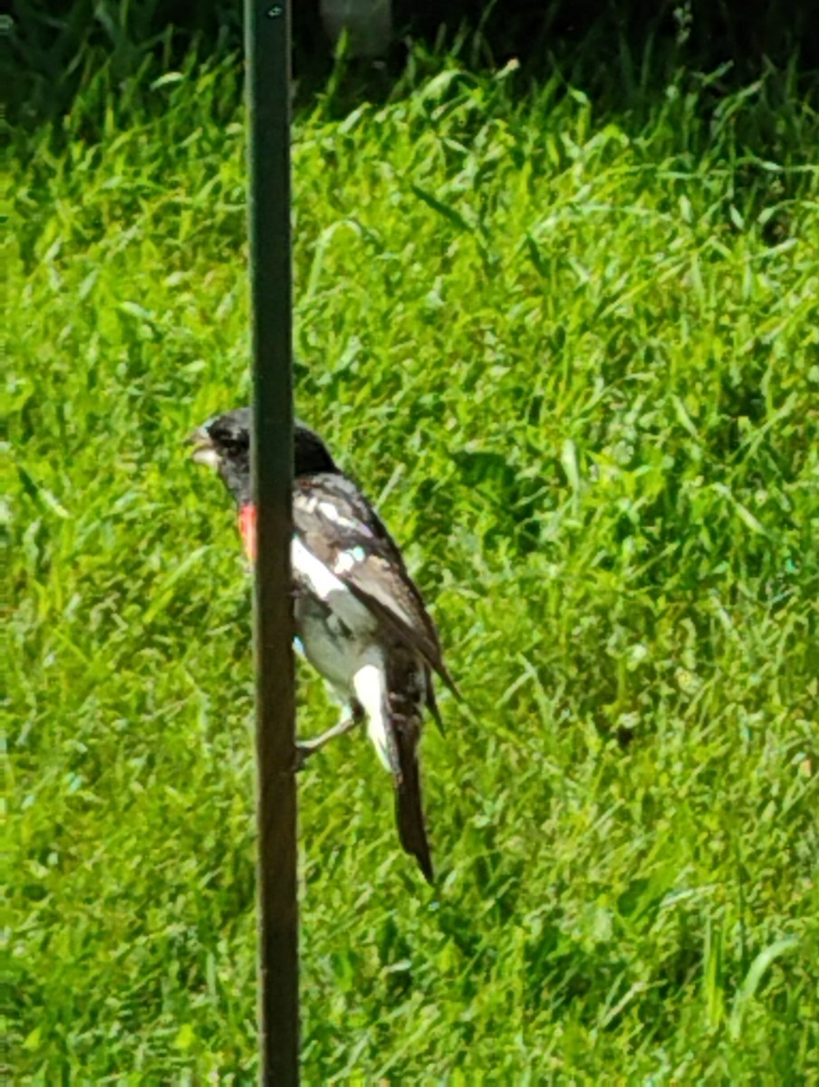 Rose-breasted Grosbeak - ML638184895
