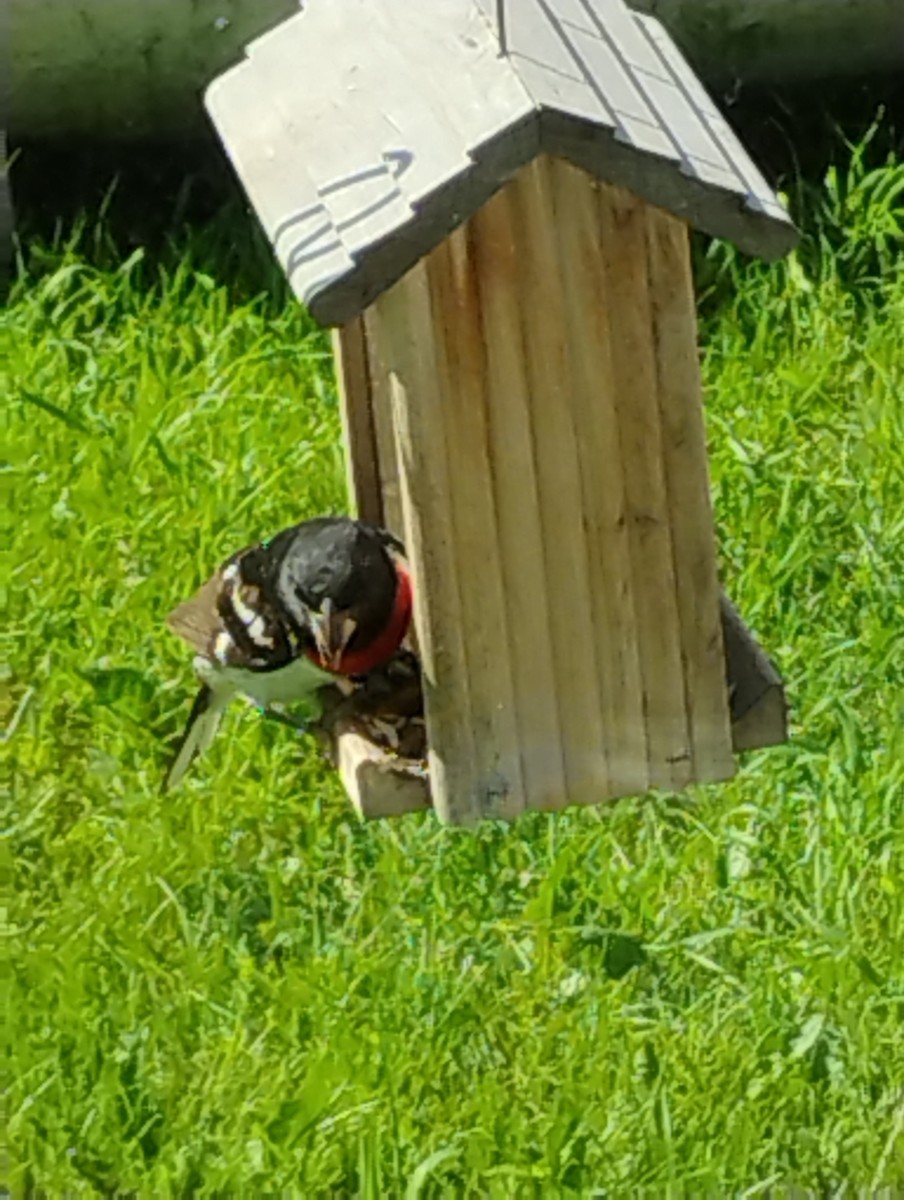 Rose-breasted Grosbeak - ML638184898
