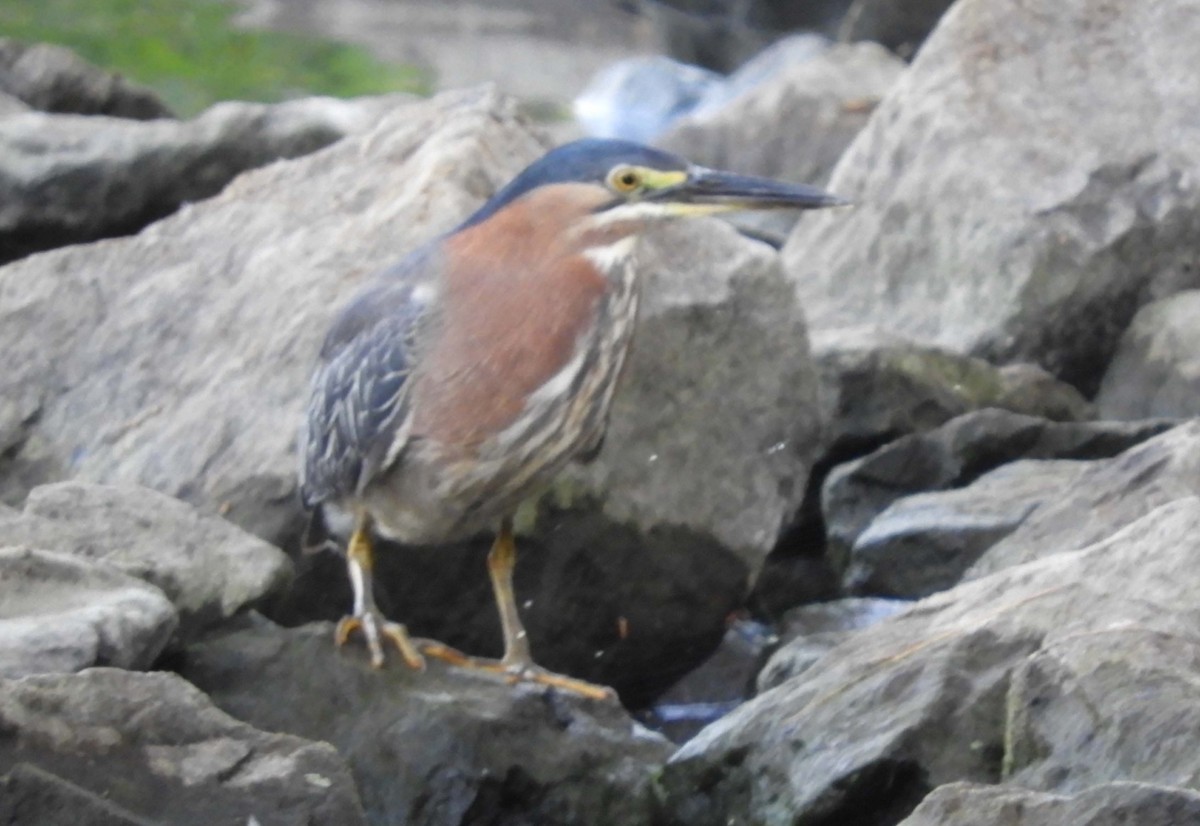 Green Heron - ML638184899