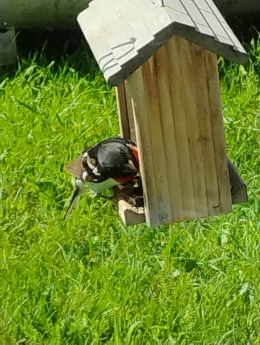 Rose-breasted Grosbeak - ML638184902