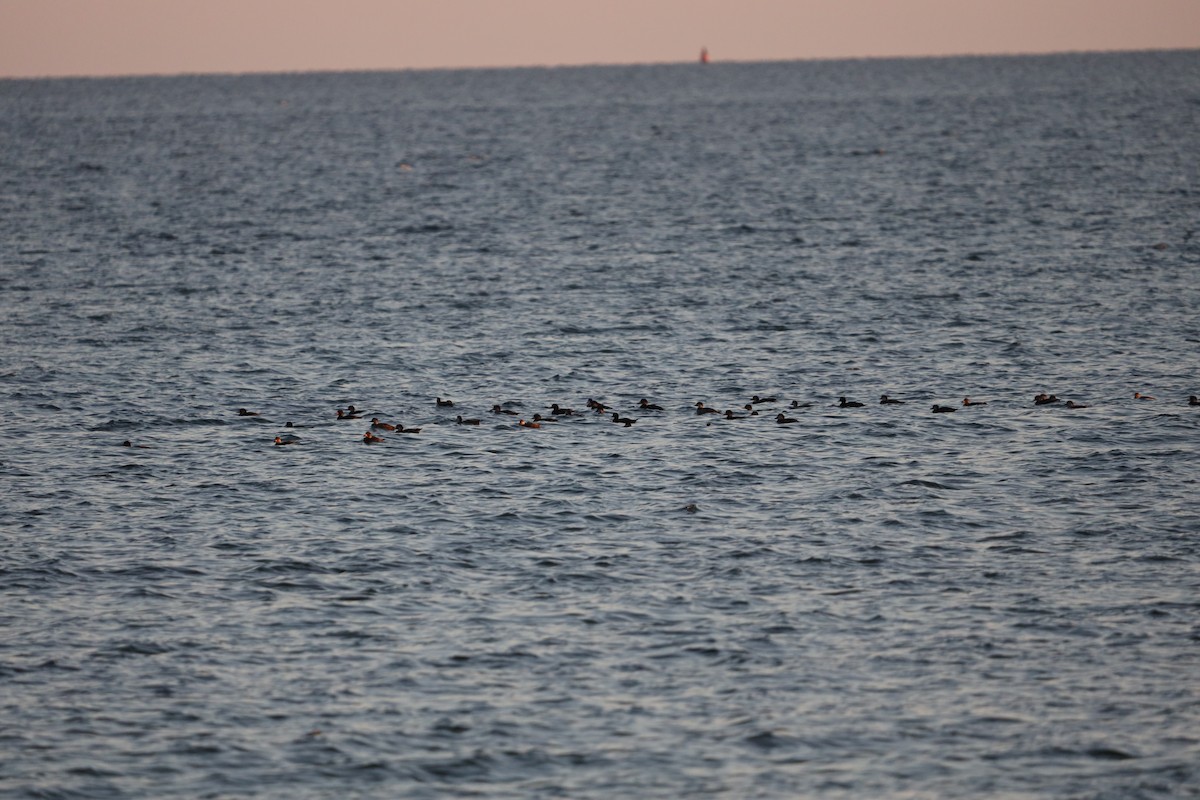 Black Scoter - ML638184905
