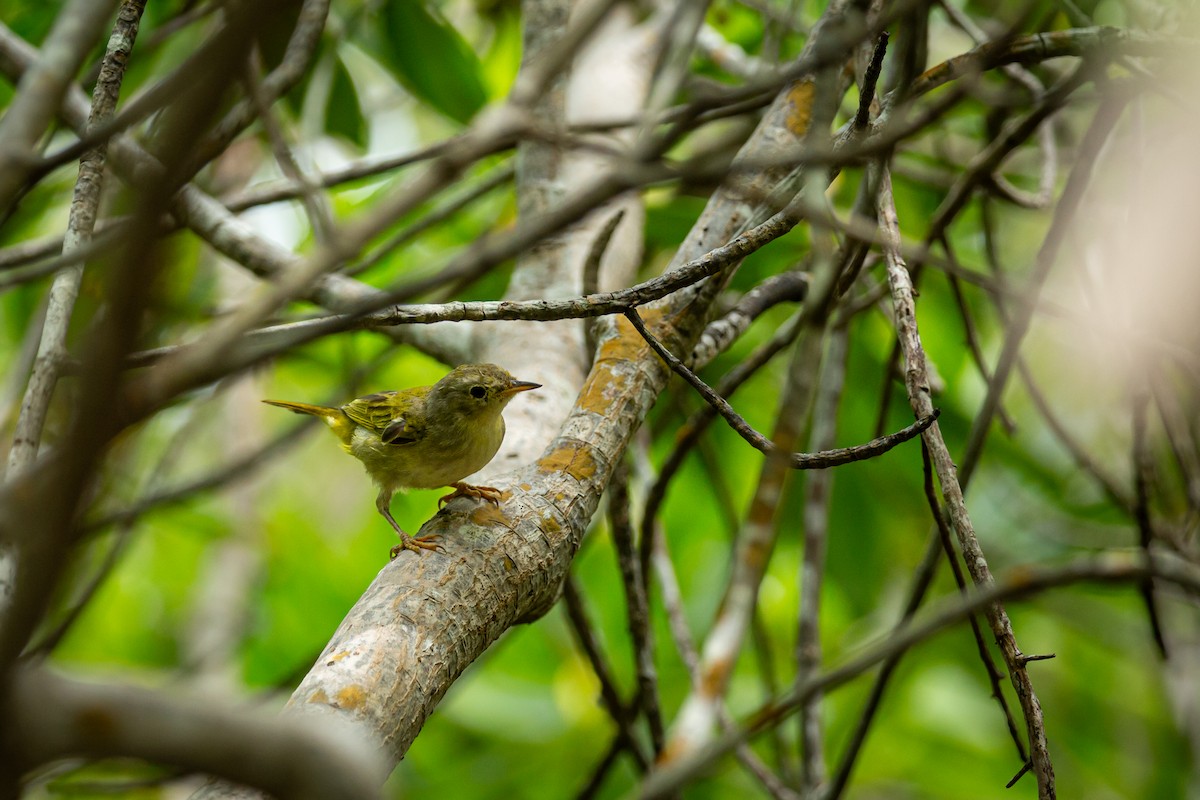 Bicolored Conebill - ML638184920