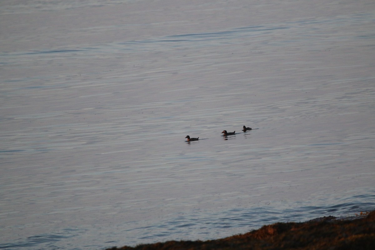 White-winged Scoter - ML638184922