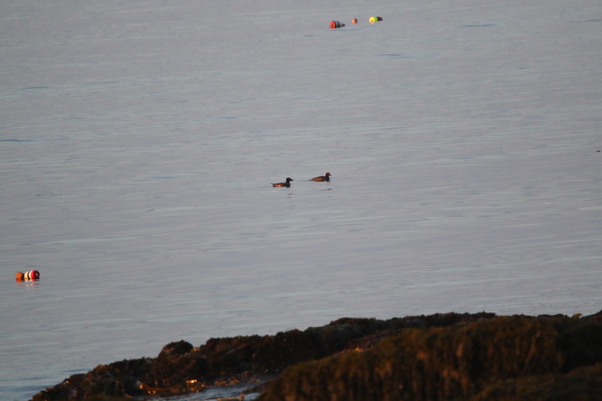 White-winged Scoter - ML638184926