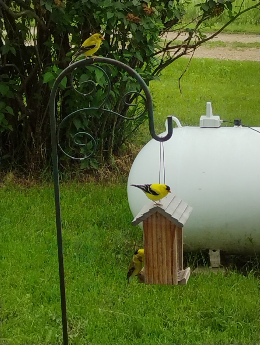American Goldfinch - ML638184927