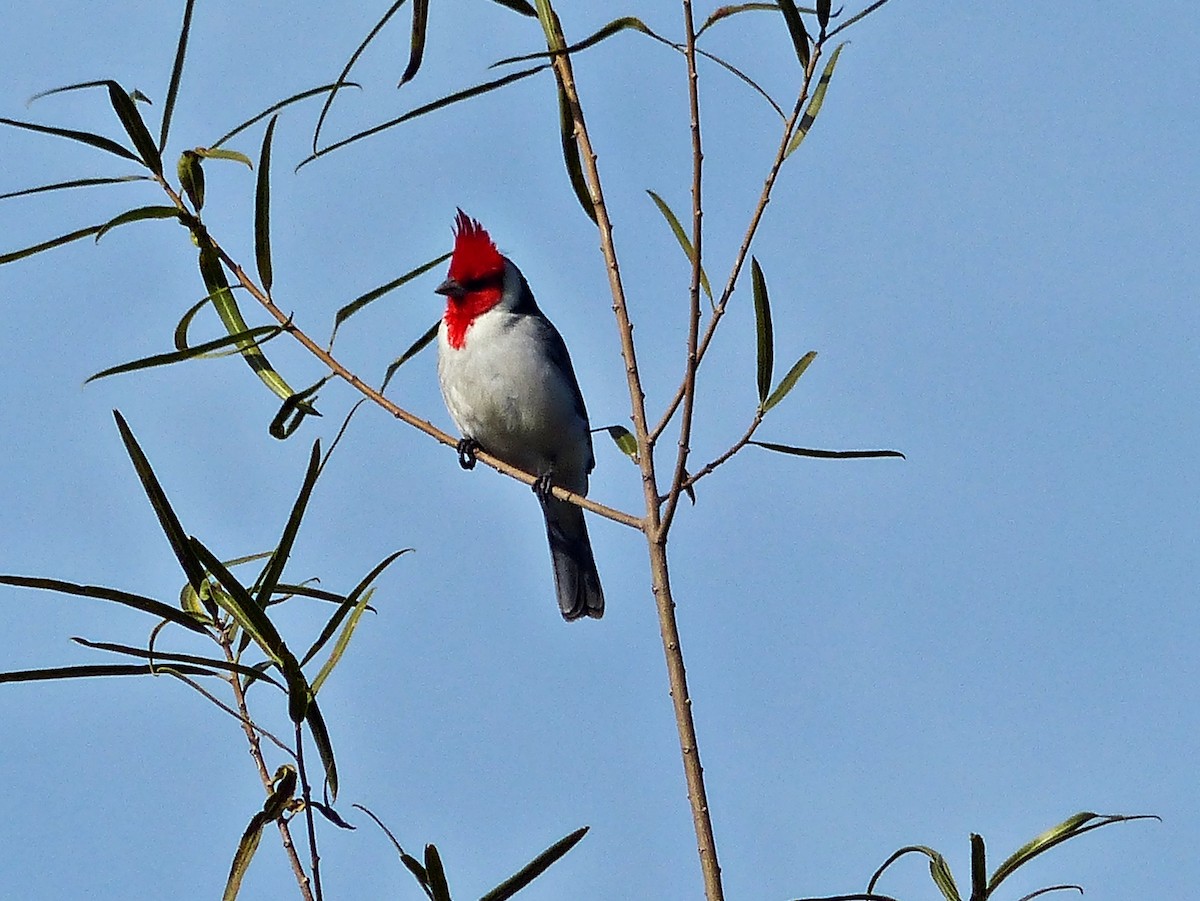 Red-crested Cardinal - ML638184957
