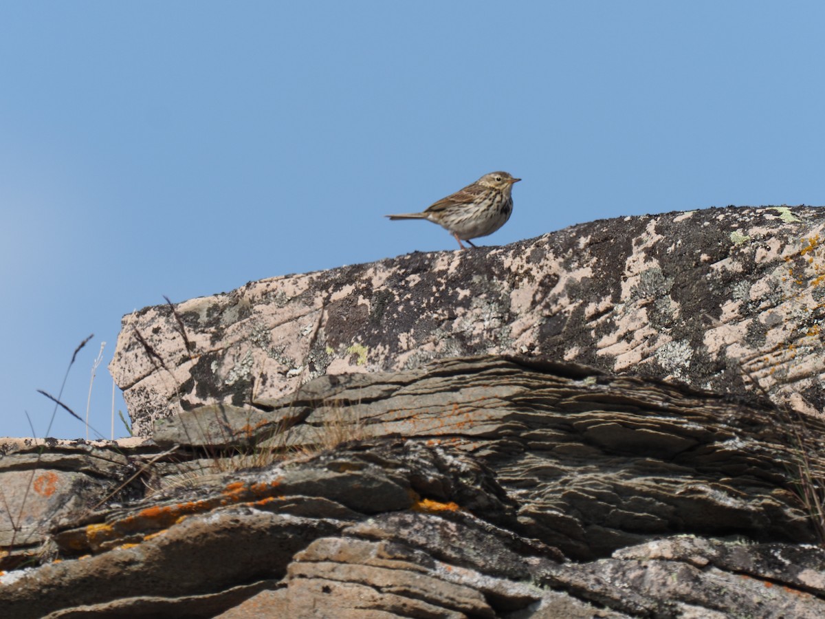 Meadow Pipit - ML638184979