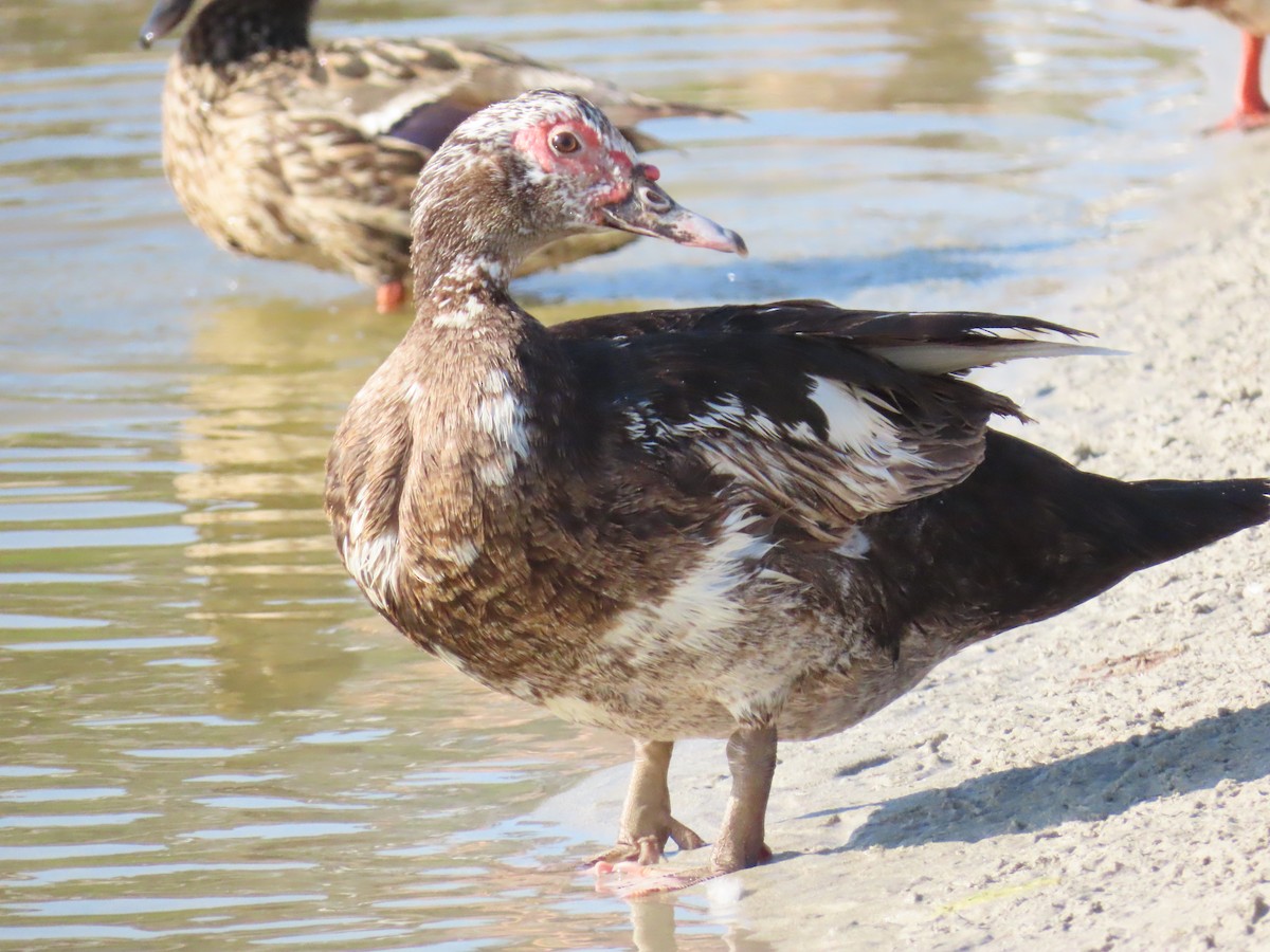 Muscovy Duck - ML638185027