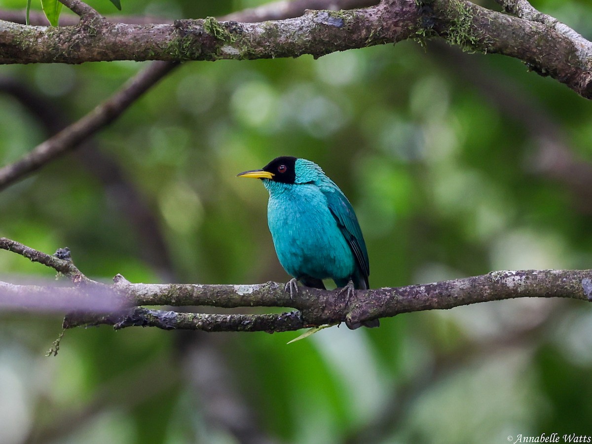 Green Honeycreeper - ML638185030