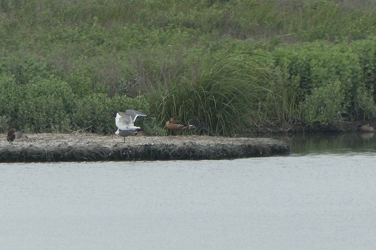 Fulvous Whistling-Duck - ML638185031