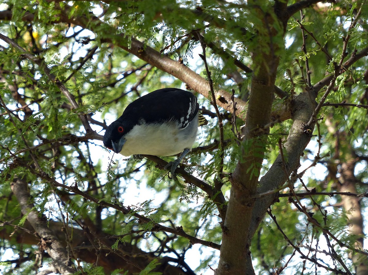 Great Antshrike - ML638185036