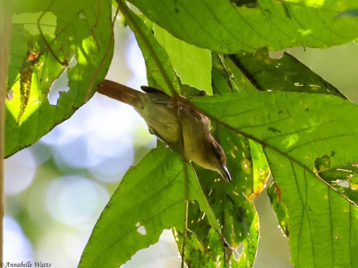 Russet Antshrike - ML638185055