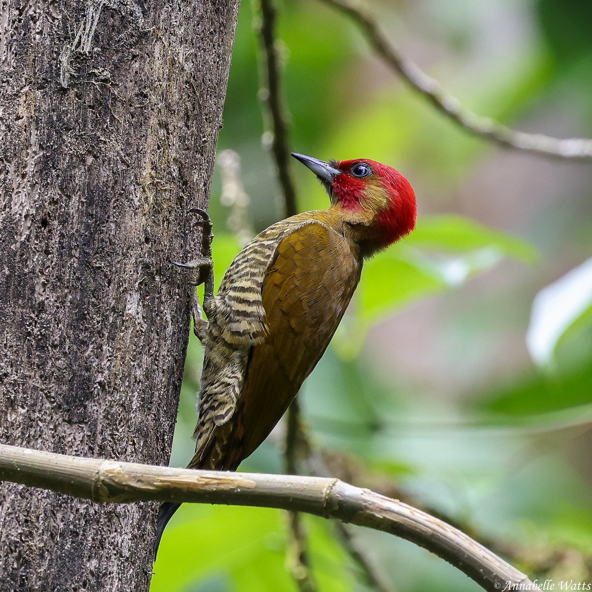 Rufous-winged Woodpecker - ML638185059