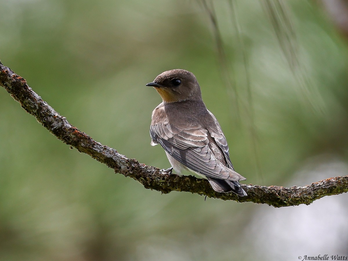 Southern Rough-winged Swallow - ML638185067