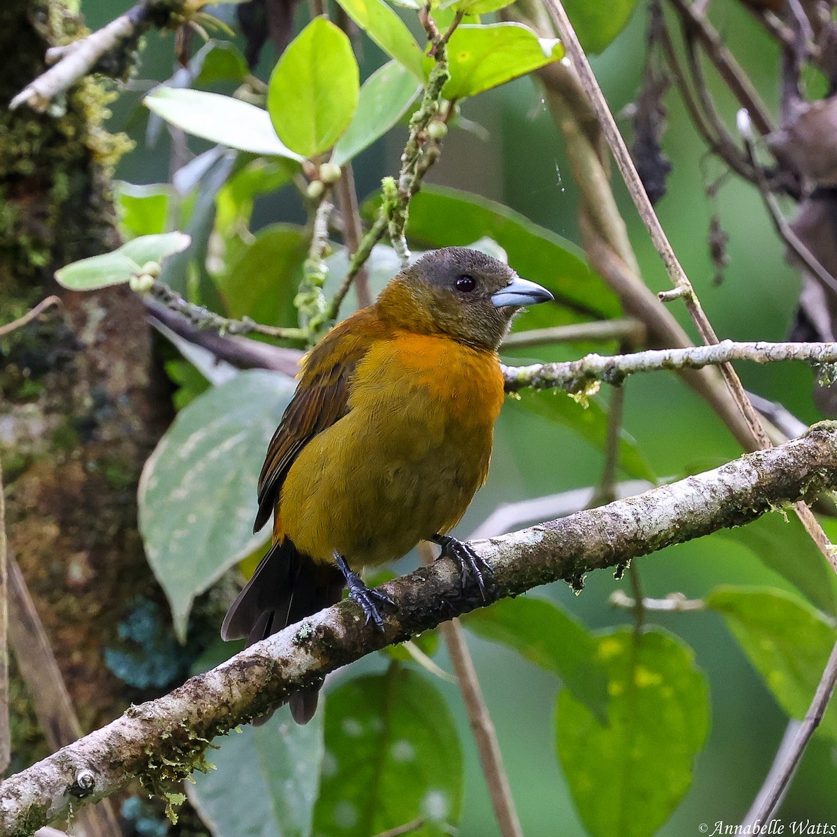 Scarlet-rumped Tanager - ML638185084