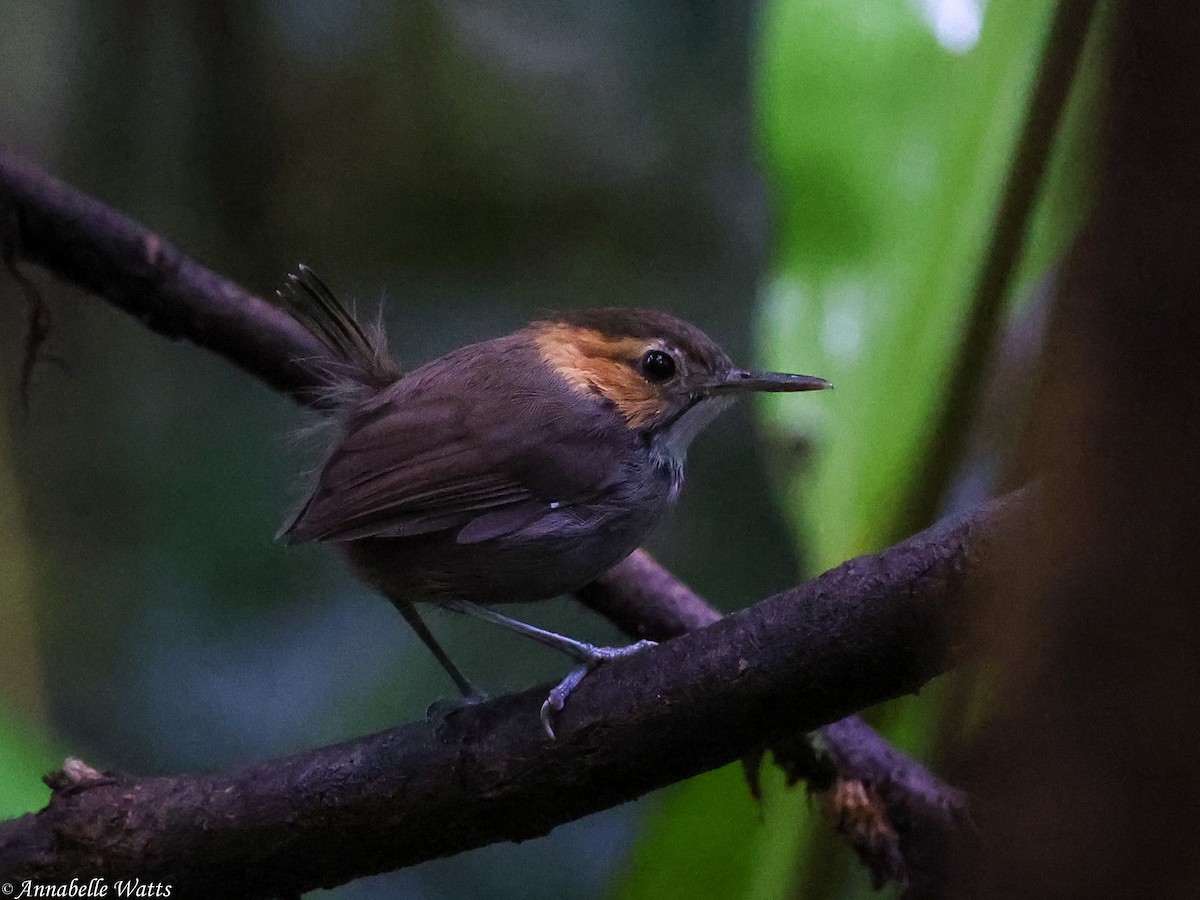 Tawny-faced Gnatwren - ML638185098