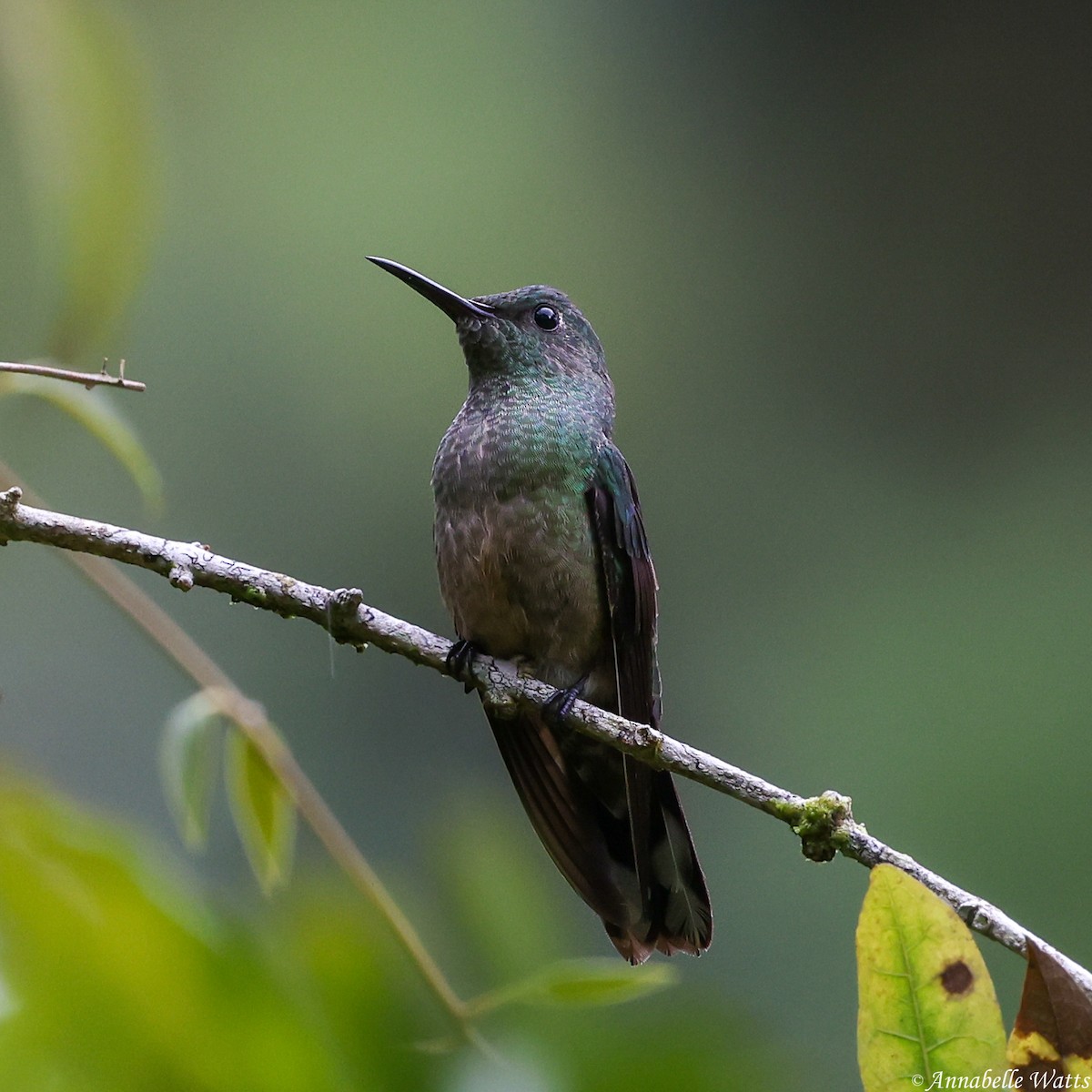 Scaly-breasted Hummingbird - ML638185104