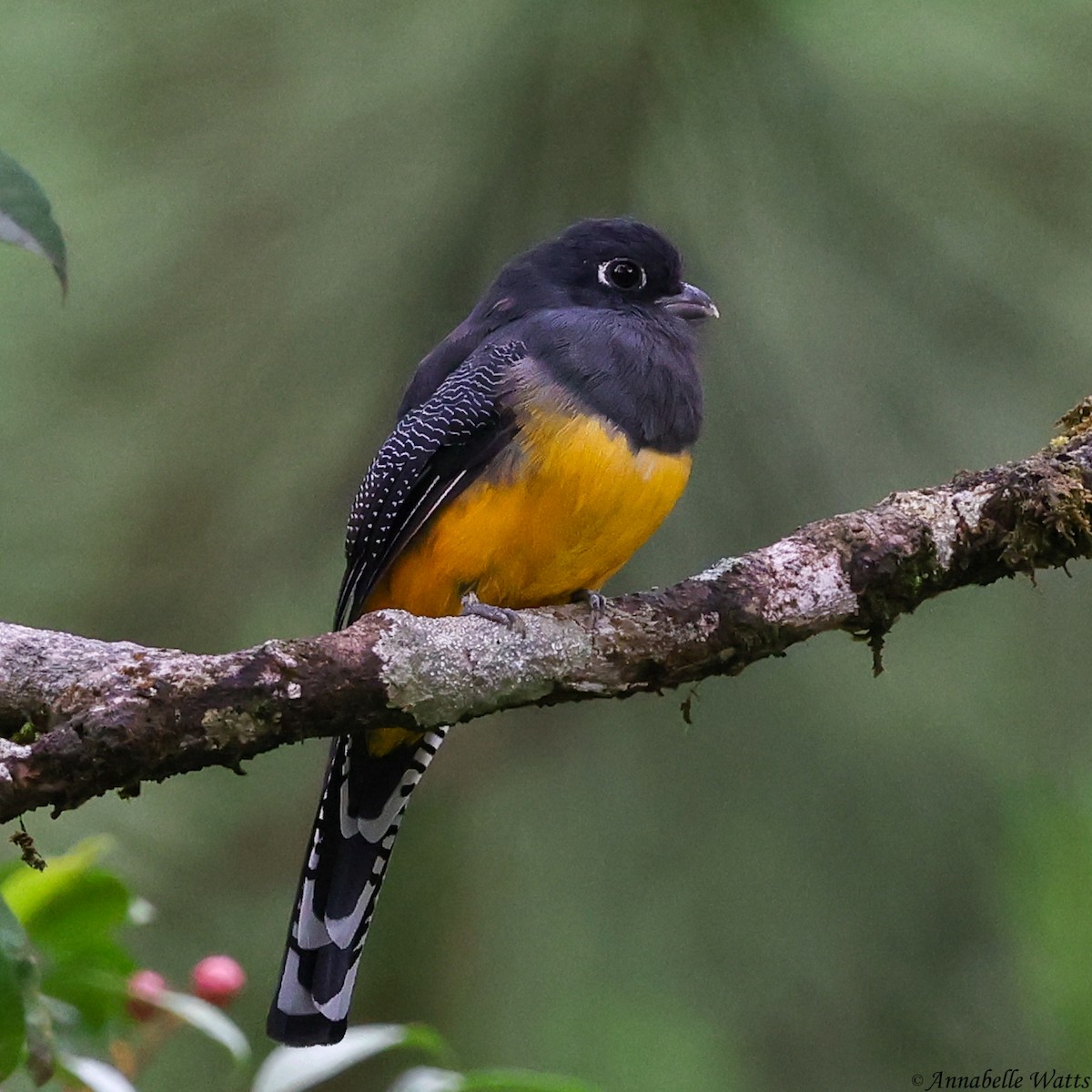 Gartered Trogon - ML638185113